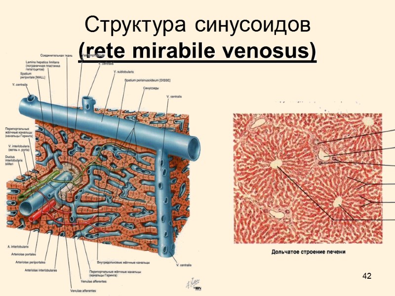 42 Структура синусоидов (rete mirabile venosus)